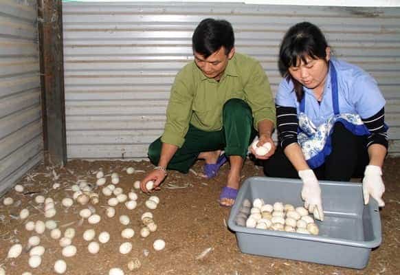 <span>Thu gom trứng vịt.</span>