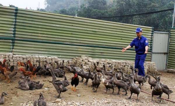 <span>Đàn ngỗng đang được chăm sóc tốt để tăng sản lượng. </span>