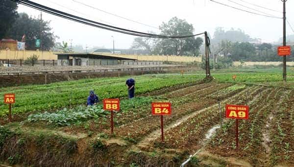 <span>Việc chăm sóc rau được giao cho công đoàn bộ phận các phòng</span>