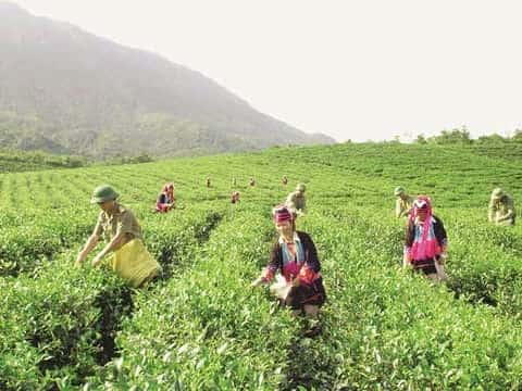 Cần có tư duy mới về nhiệm vụ lao động sản xuất của Quân đội