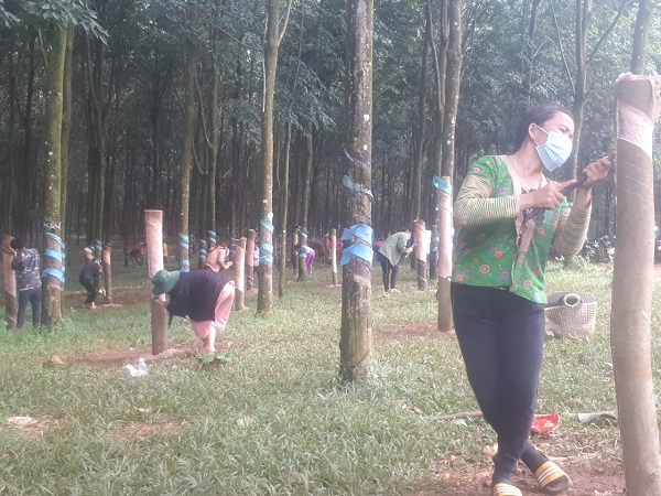 Trung đoàn 720 đào tạo khai thác mủ cao su cho đồng bào dân tộc