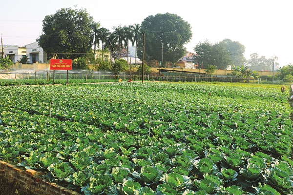 Tăng gia, chăn nuôi tập trung và siêu thị công nhân -  Mô hình tốt của Công đoàn cơ sở Z129